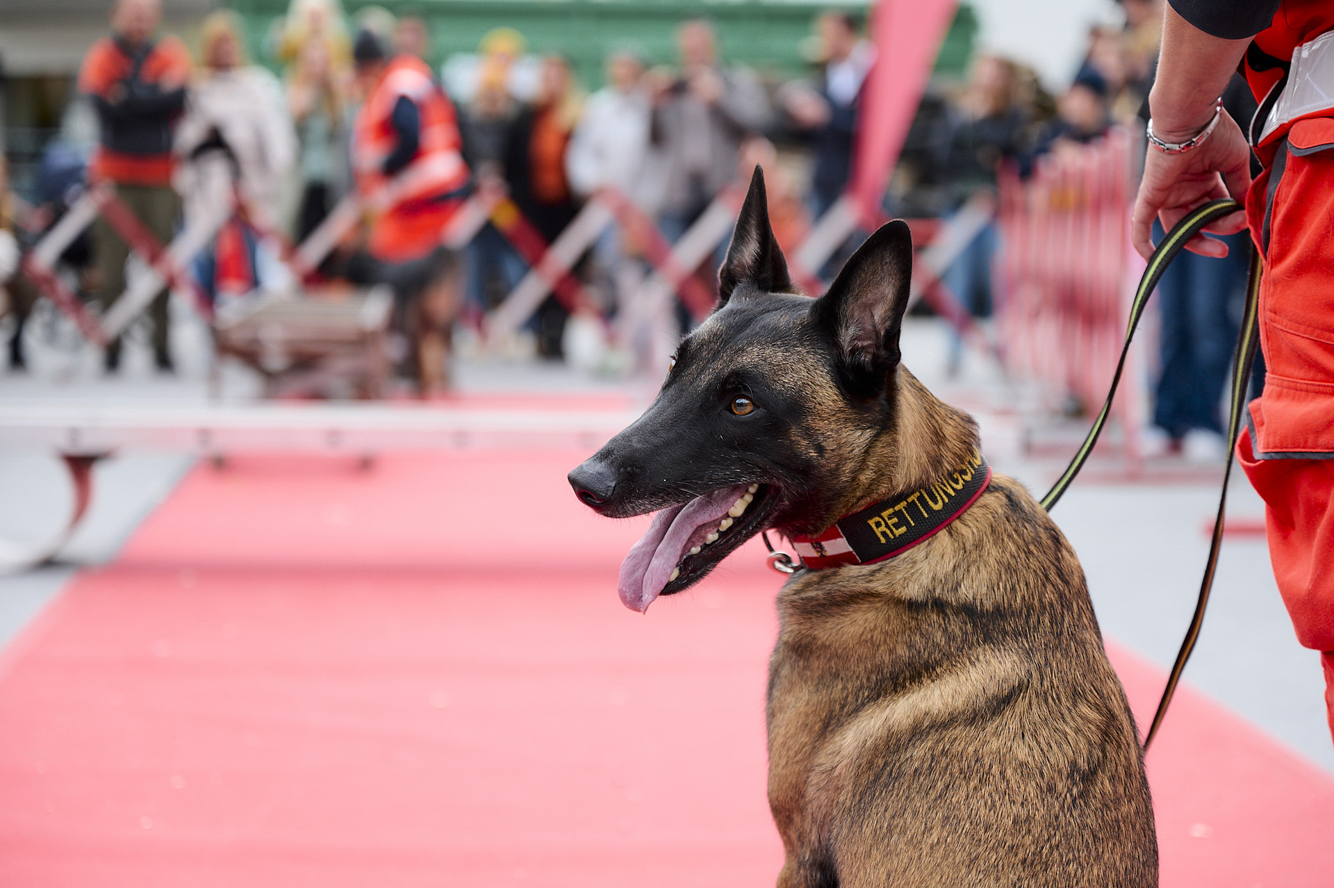 Ein Rettungshund